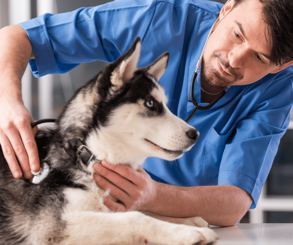 Veterinary Doctor