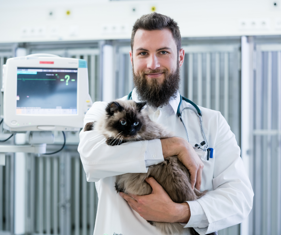 Veterinarian Pet Doctor Holding Cat Patient in His Animal Clinic
