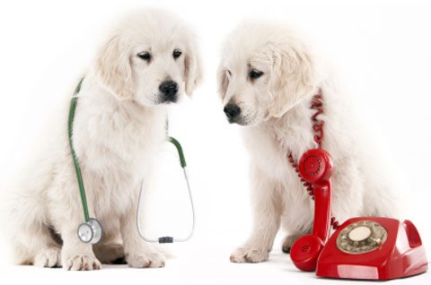 Sick puppies