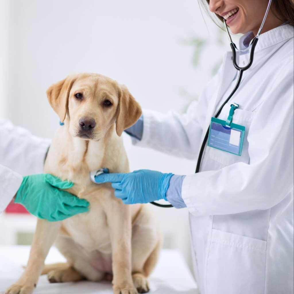 Veterinary Answering Services