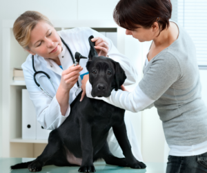 veterinarian doctor